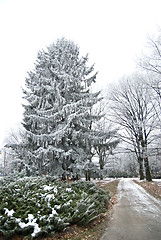 Image showing Winter forest