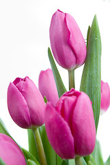 Image showing close-up pink tulips isolated on white