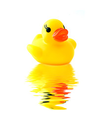 Image showing rubber yellow duck with reflection isolated