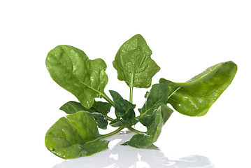 Image showing green spinach isolated on white