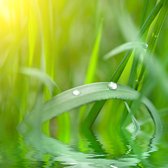 Image showing green grass with water drop and sun light