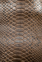 Image showing brown crocodile texture