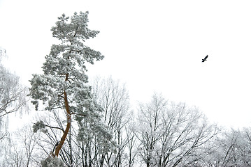 Image showing Winter forest