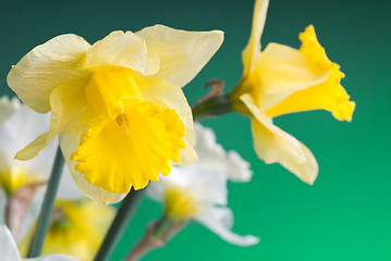 Image showing yellow and white narcissus on green background