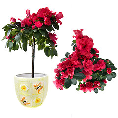 Image showing red azalea bouquet isolated on white