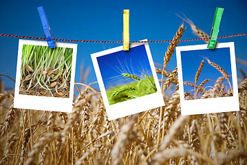 Image showing photos of wheat hang on rope with pins. Seasonal growth concept