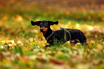 Image showing Happy dachshund dog in park