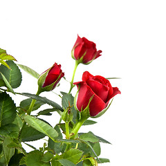 Image showing red rose bouquet isolated on white