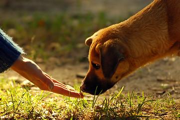 Image showing dog and hand