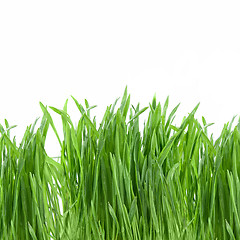 Image showing close-up green grass isolated on white