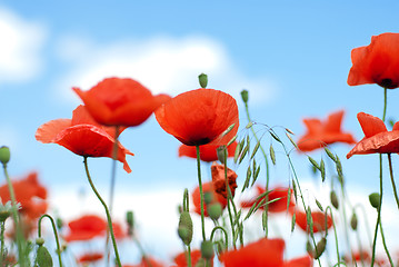 Image showing poppy against blue sky