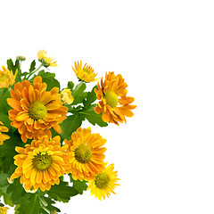 Image showing yellow chrysanthemum bouquet isolated on white