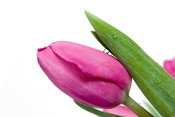 Image showing water drop on pink tulip isolated on white