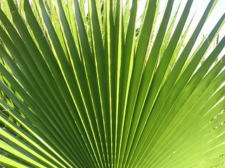 Image showing palm leaf