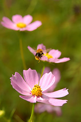 Image showing Fly of the bee on flowers