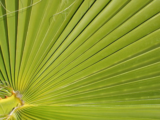 Image showing palm leaf