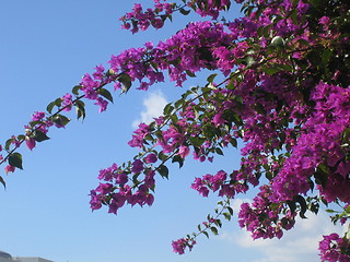 Image showing purple flowers in the sky