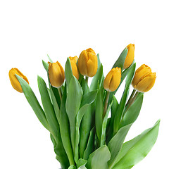 Image showing close-up yellow tulips isolated on white