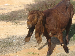 Image showing funny goat with long ears