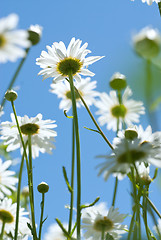 Image showing white chamomiles on meadow