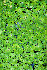 Image showing background from green duckweed in water