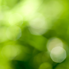 Image showing abstract green natural backgound