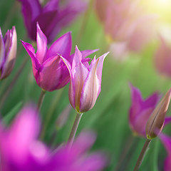 Image showing Close up photo of pink tulips with sun beam