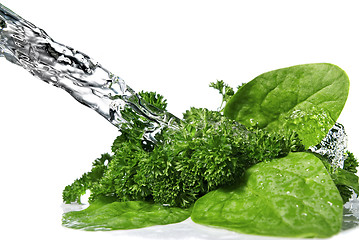 Image showing water drops on green spinach and parsley isolated on white