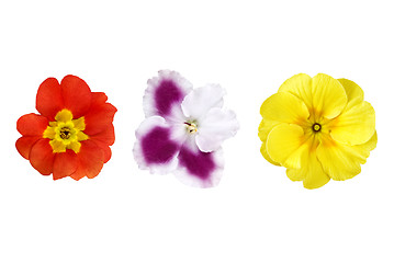 Image showing various color flowers isolated on white
