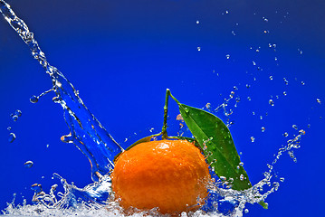 Image showing Tangerine with green leaves and water splash on blue background