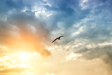 Image showing bird and dramatic clouds