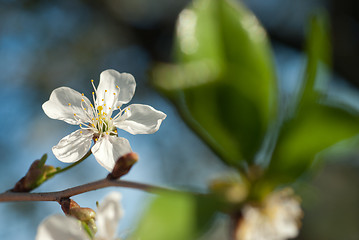 Image showing spring blossom of apple tree against blue sky