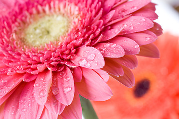 Image showing Close up pink daisy-gerbera with water drops