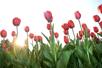 Image showing red tulips against sunset