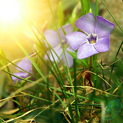 Image showing spring flowers