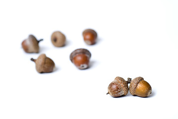 Image showing pair against group of acorns isolated on white