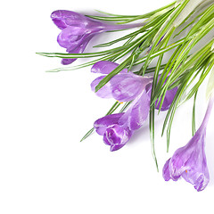 Image showing crocus bouquet isolated on white