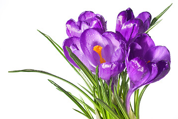 Image showing crocus bouquet with water drops isolated on white