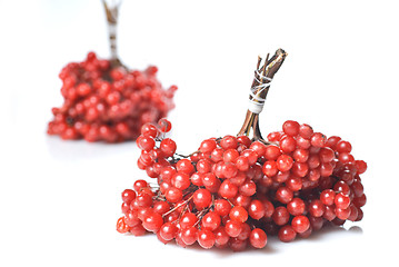 Image showing Berries of red Viburnum