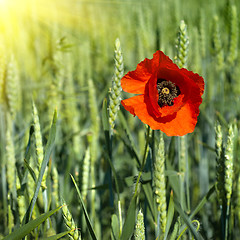 Image showing poppy on field of green wheat