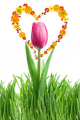 Image showing purple tulip and green grass with heart from flowers isolated on