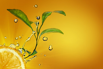 Image showing water drops on lemon with green leaves on yellow