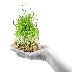 Image showing human hand holding green grass in shape of fire on white