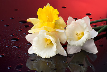 Image showing yellow and white narcissus on red background with water drops