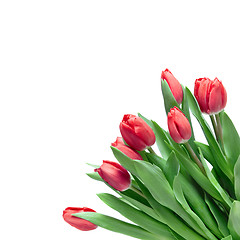 Image showing close-up red tulips isolated on white