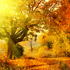 Image showing autumn forest with sun beam