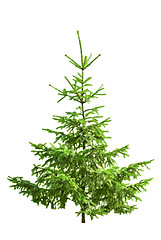 Image showing Christmas tree isolated on white