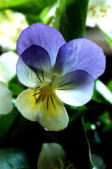 Image showing wild pansy