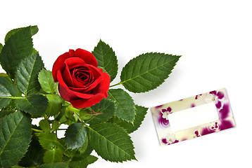 Image showing red rose with empty greetting card isolated on white