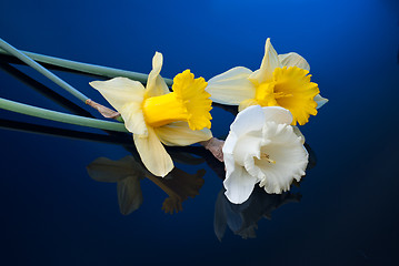 Image showing white and yellow narcissus on blue background